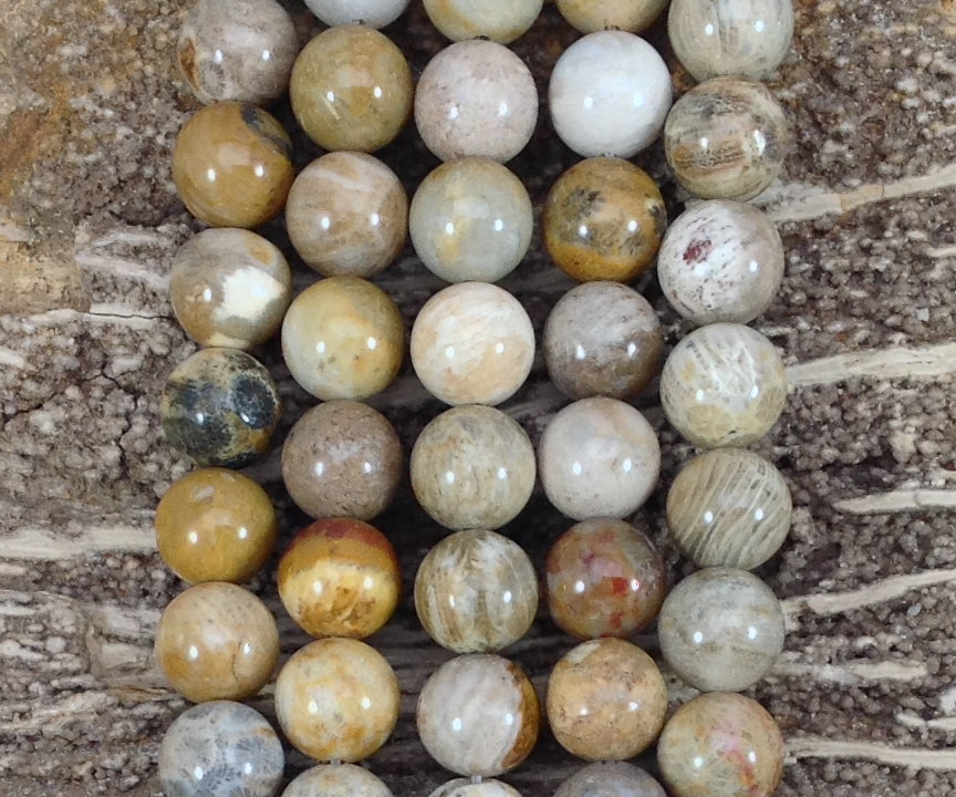 Fossil Coral Round-5