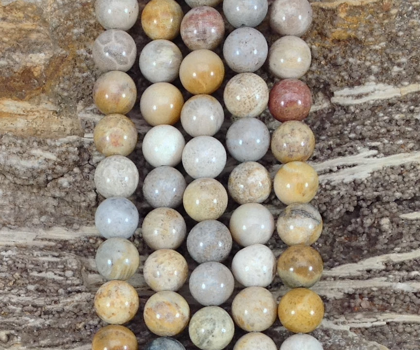 Fossil Coral Round-4