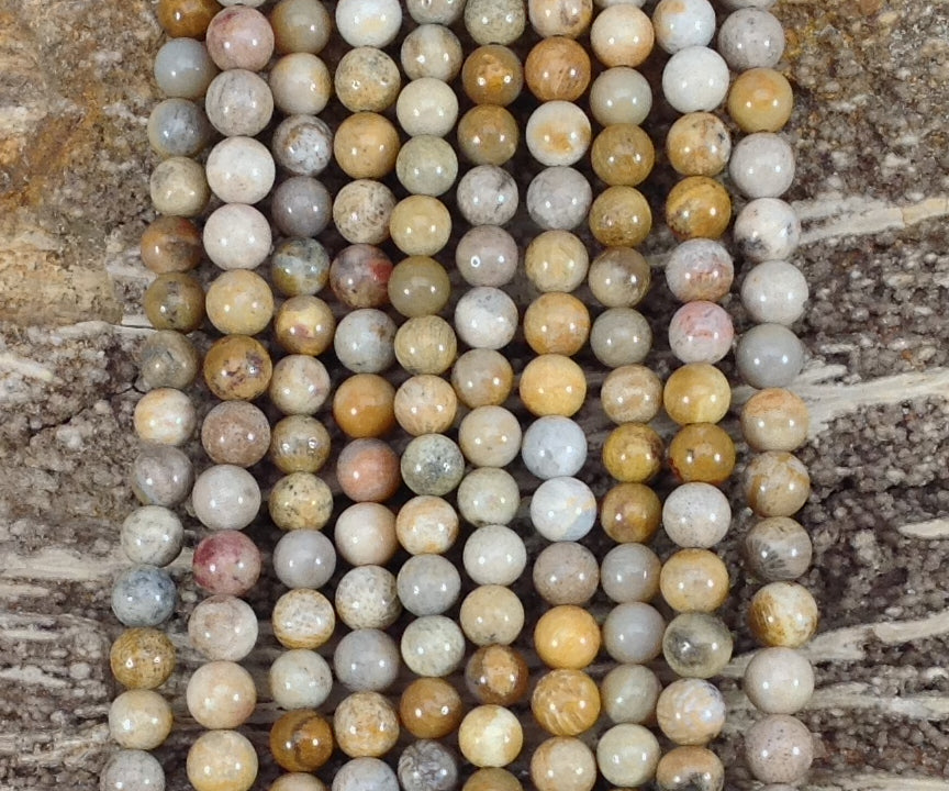 Fossil Coral Round-2