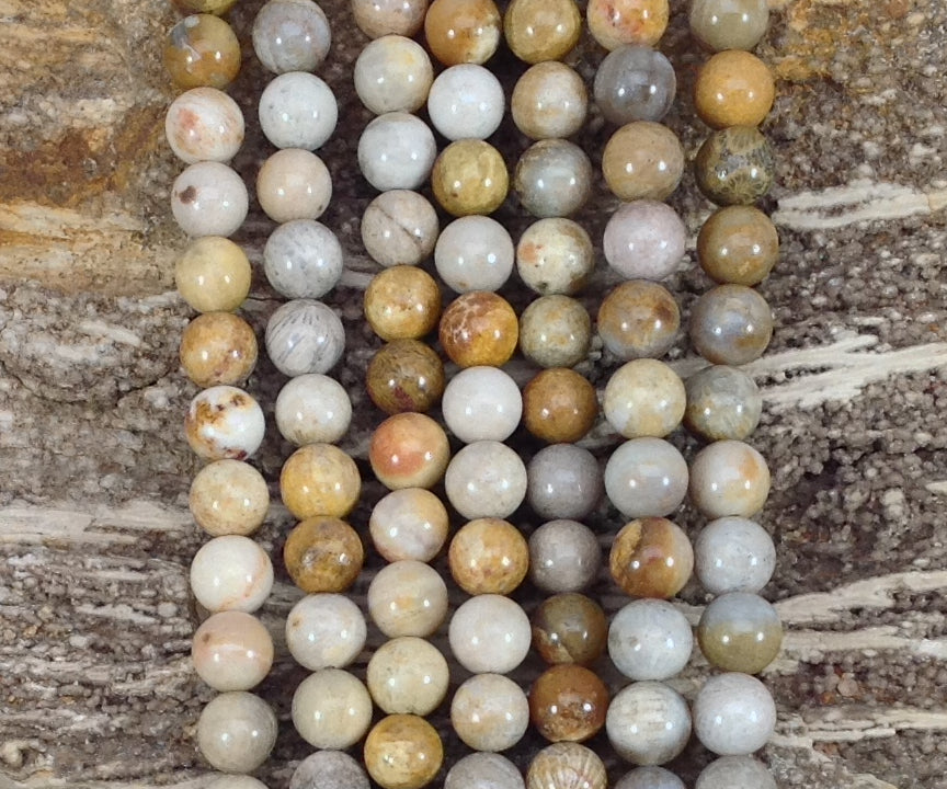 Fossil Coral Round-3