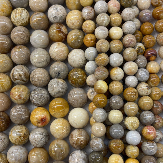 Fossil Coral Round-1